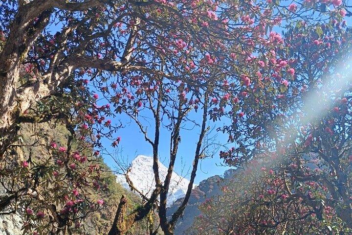 Ghorepani Poon Hill Trek : 12 - Tagesreise in Annapurna