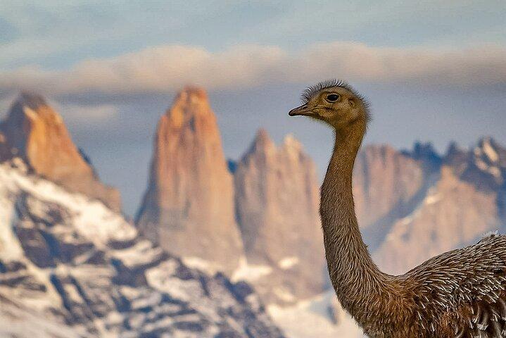Excursion a Torres del Paine + Cueva del Milodon + Box Lunch