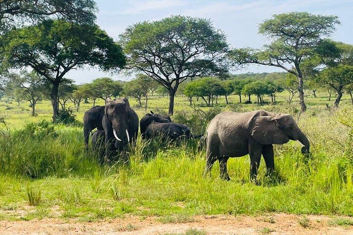 2 - Dagtocht Murchison Falls en Zziwa Sanctuary Safari Tour