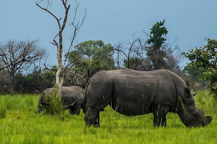 2 - Dagtocht Murchison Falls en Zziwa Sanctuary Safari Tour