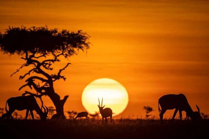 Tour di Nairobi al tramonto e di notte Game Drive
