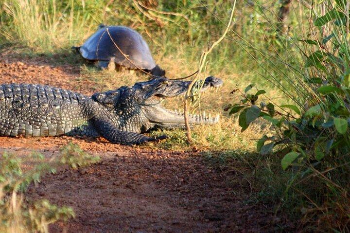 ウィルパットゥ国立公園ジープサファリツアーキャンディ発