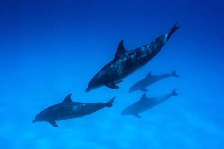 Nyd en vidunderlig Dolphin Photo Session med Transfer - Hurghada