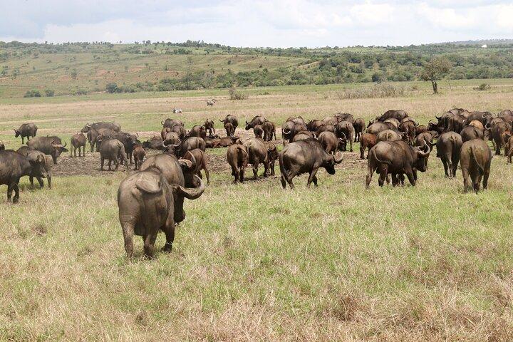 Tour della fauna selvatica di 15 giorni e birdwatching in Ruanda e Uganda