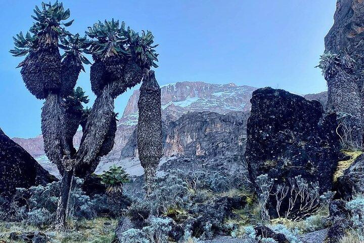 7-daags avontuur bij Kilimanjaro Climb Machame Route