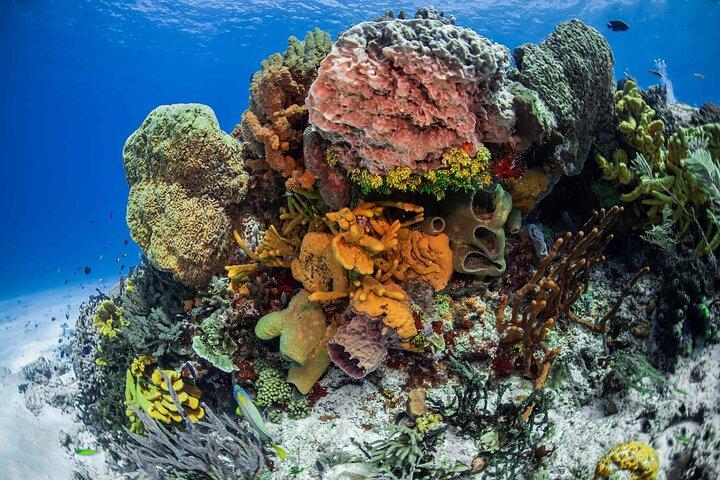 Cozumel Snorkel Experience! Colombia, Palancar & El Cielo Reef