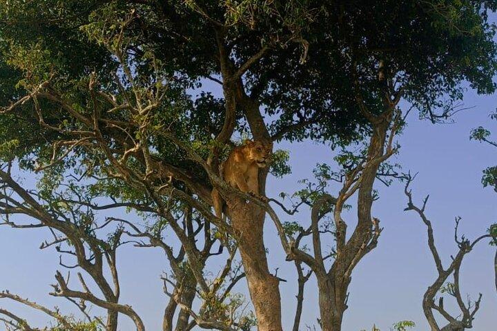 14-Daagse Uganda Safari Gorilla, Chimpansee trekking en big five