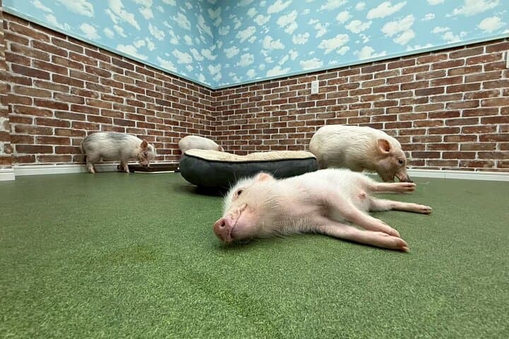30-Minute Osaka Micro Pig Interaction Experience at Buta Goya