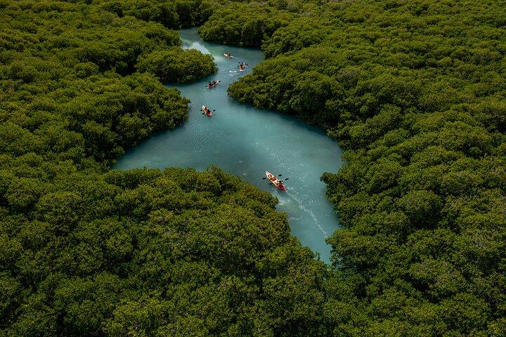 Tour en kayak por Manglar de 1 hora