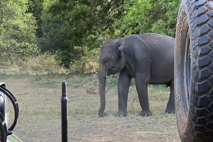 Minneriya National Park Gedeeld 4WD Avontuur
