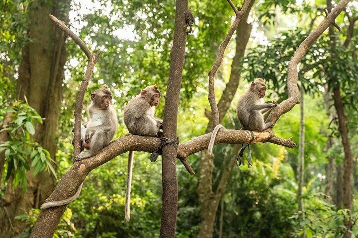Ubud Monkey Forest - Rijstterras - Jungle Swing - Watertempel