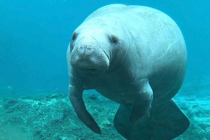 Silver Springs: Clear Kayaking Wildlife Tour