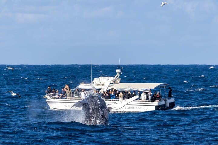Private Luxury Intimate Whale Watching