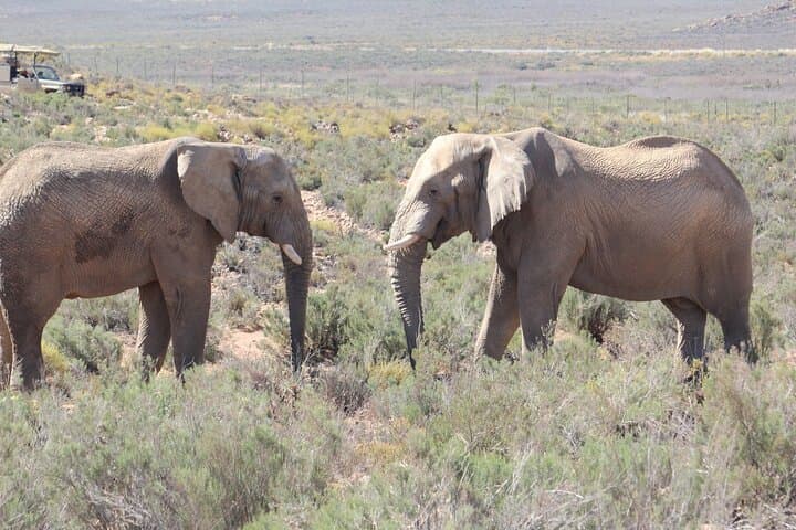 Aquila Big Five Game Reserve Safari with lunch from Cape Town
