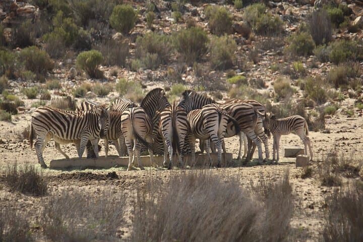 Aquila Big Five Game Reserve Safari with lunch from Cape Town