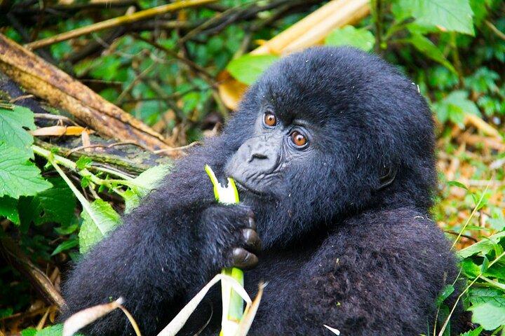 3 jours Gorilla Trekking Safari à Bwindi