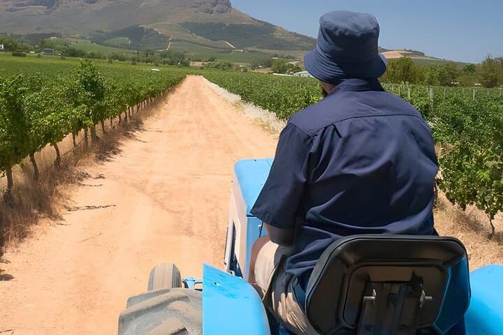 Stellenbosch Wine Hop-on Hop-off Tractor Tour from Cape Town