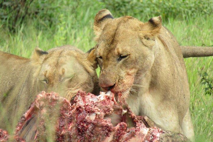 2 giorni Akagera Wilderness Safari Big 5 e Highest Peak Camping