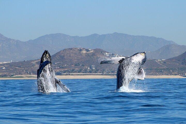 Sunrise Whale Bootstour mit Meeresbiologe