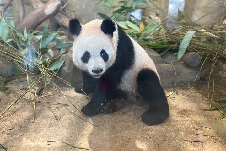 Visite privée de la vallée du Panda / Dujiangyan / Bipenggou / Siguniang