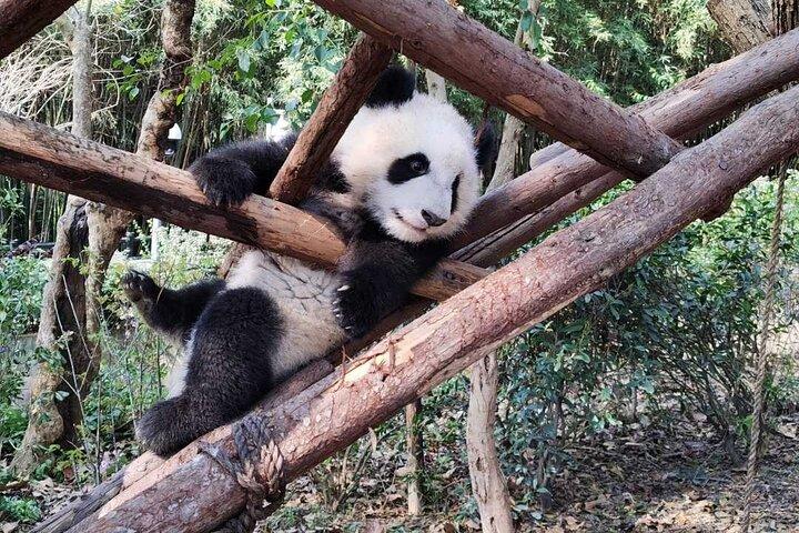 Visite privée de la vallée du Panda / Dujiangyan / Bipenggou / Siguniang