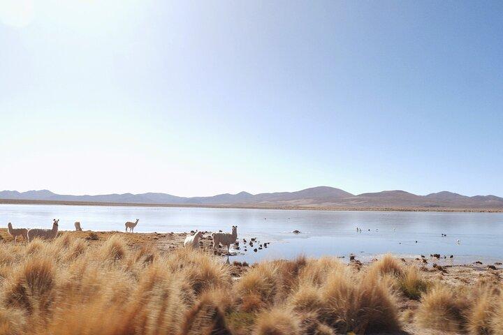 Private 4-Day Uyuni Salt Flat Tour from San Pedro