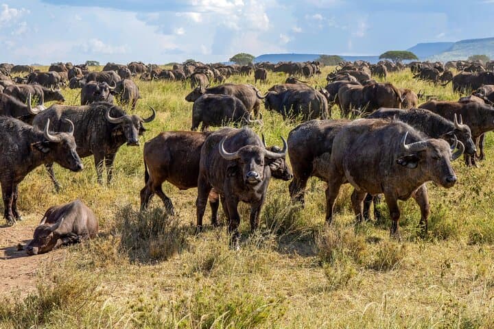 7 Day Kenya Safari Amboseli Naivasha Nakuru Mara