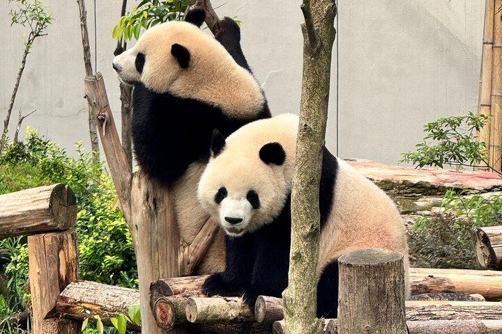 En dag Chengdu Resplan Panda och Buddha äventyr