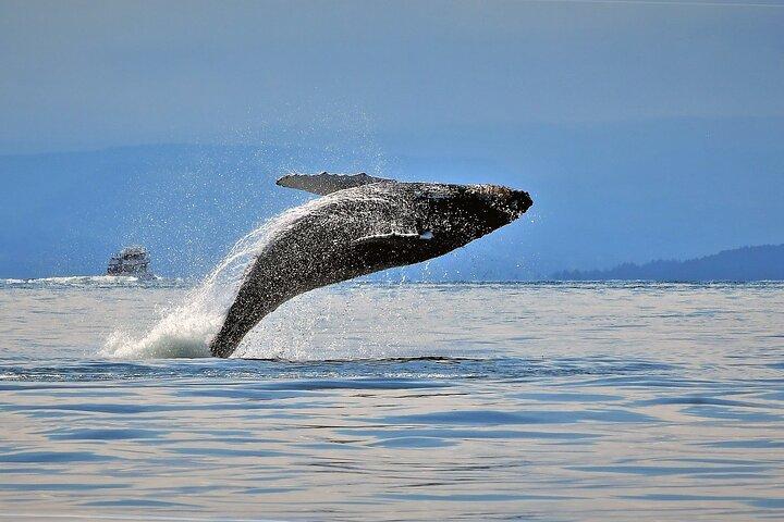 Whale Watching Adventure Vancouver