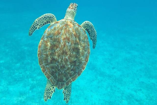 Caye Caulker