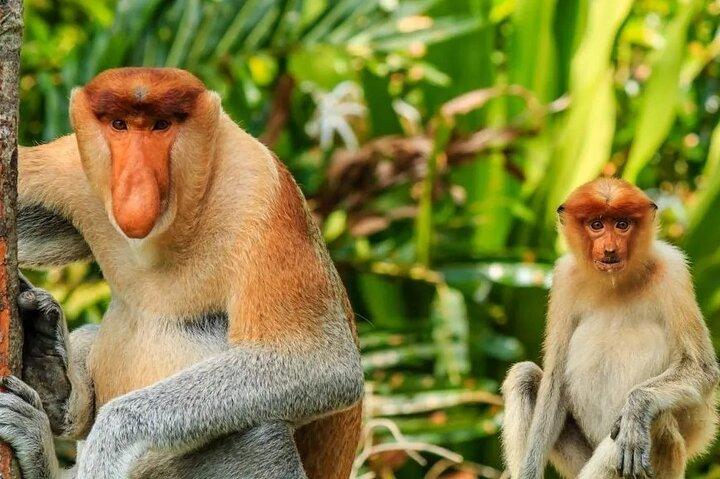 Klias River Cruise and Proboscis Monkey