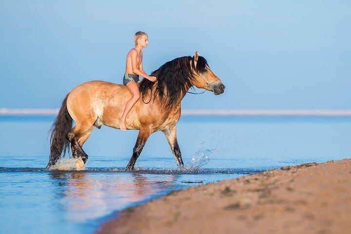 1 hora de passeio a cavalo na praia de Nabq Bay e transfers–Sharm El Sheikh
