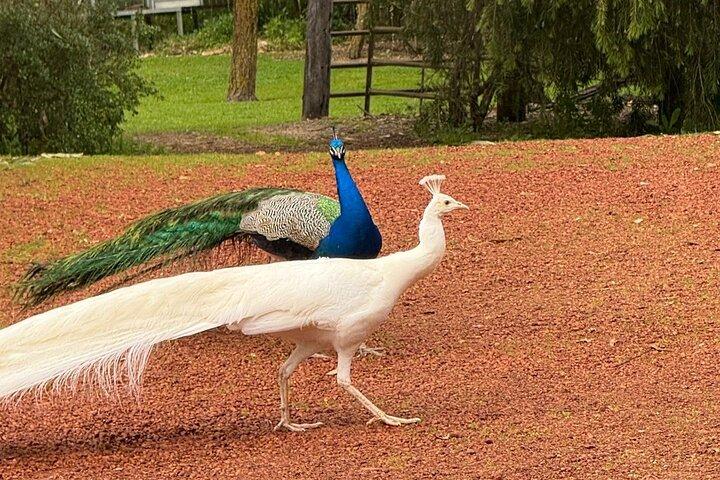 Tour histórico da Nova Norcia, natureza e sabores locais