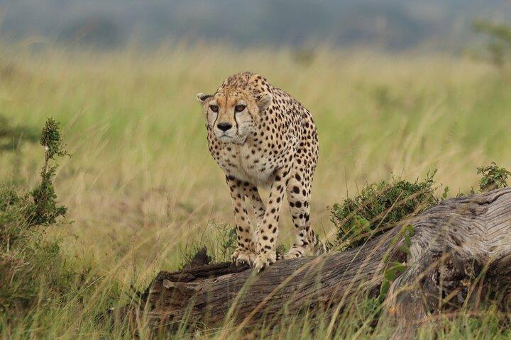 4 days Masai Mara on Private 4x4 Land Cruiser