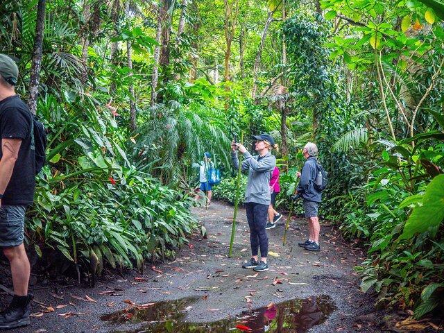 Tour Pantropicale del Santuario Forestale di Kona Cloud (1,5 ore)