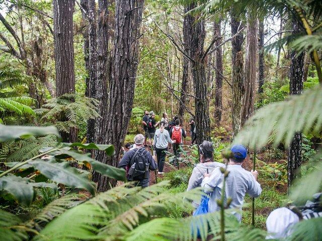Tour Pantropicale del Santuario Forestale di Kona Cloud (1,5 ore)