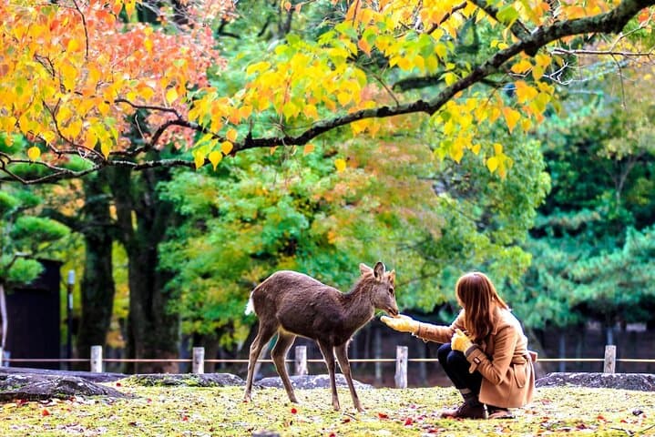 Nara Deer Park, Uji Matcha, & Hot Spring Full-Day Tour from Osaka