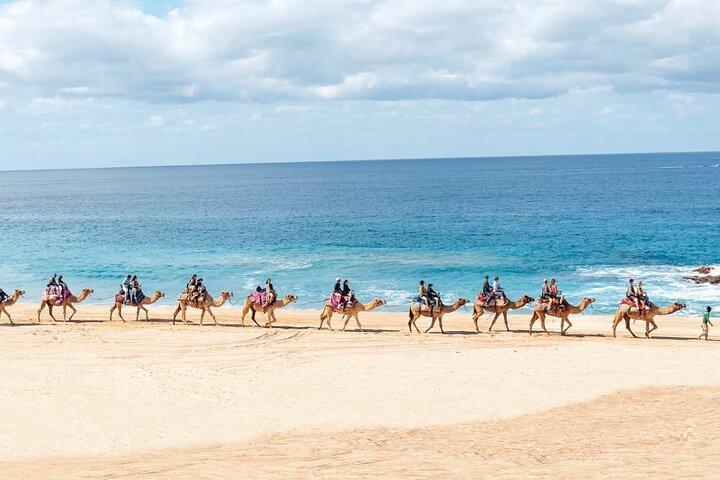 Kamelritt mit Tequila-Verkostung in Los Cabos