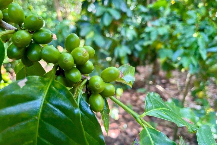 Caffè e montagne con esperienza di caffè personale