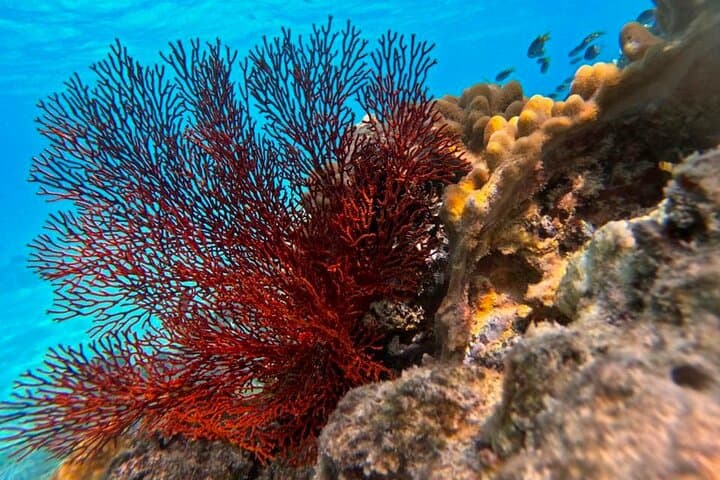 Cairns Half Day Tour a Great Barrier Reef Snorkeling Experience