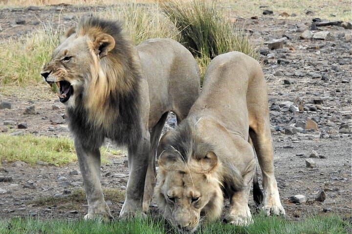 Hoedspruit Kruger National Park Full Day Safari Tour