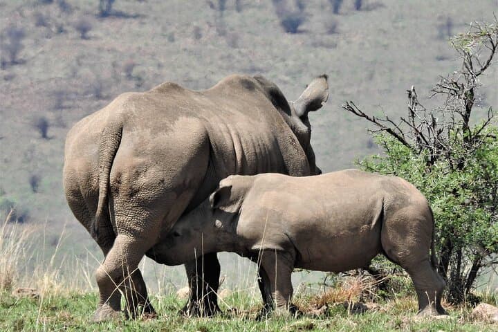 Hoedspruit Kruger National Park Full Day Safari Tour