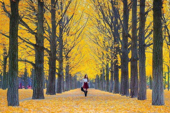 Nami Island, Apfelpflücken & Alpakagarten