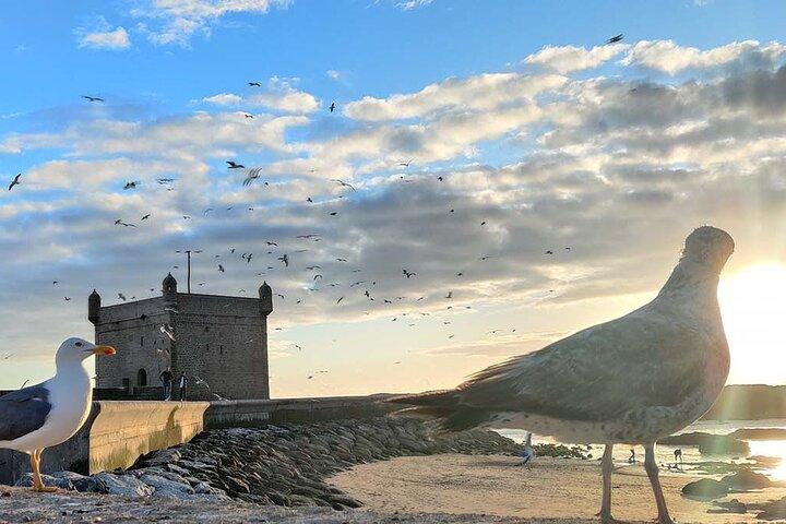 Day trip Essaouira Wind City of Africa Tour