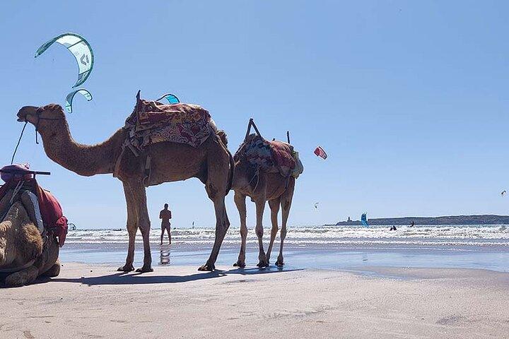 Day trip Essaouira Wind City of Africa Tour
