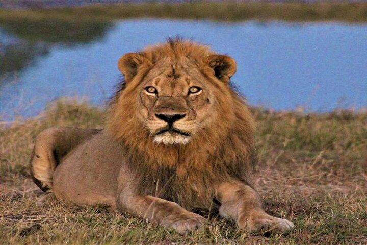3-dages delt tur til Botswana Safari Khwai