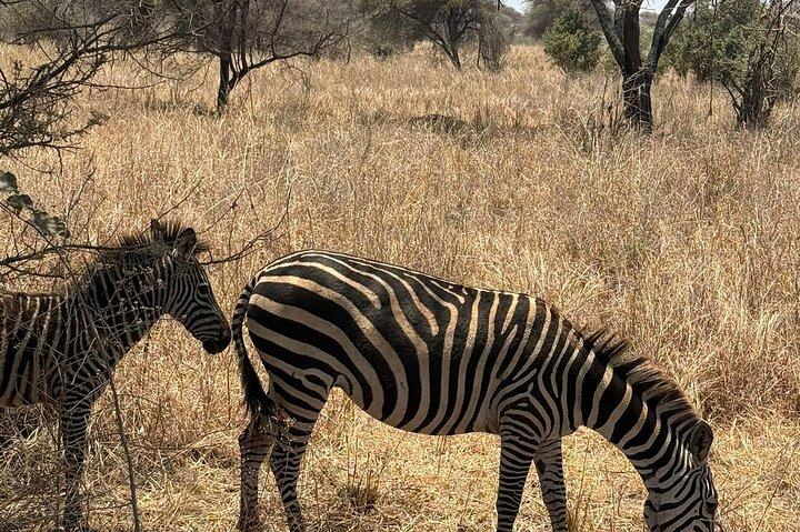 2 - Days Big Five Safari : タランギル&ンゴロンゴロ・クレーター・アドベンチャー