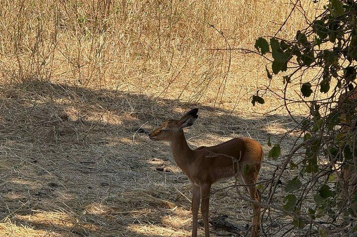 2 - Days Big Five Safari : タランギル&ンゴロンゴロ・クレーター・アドベンチャー