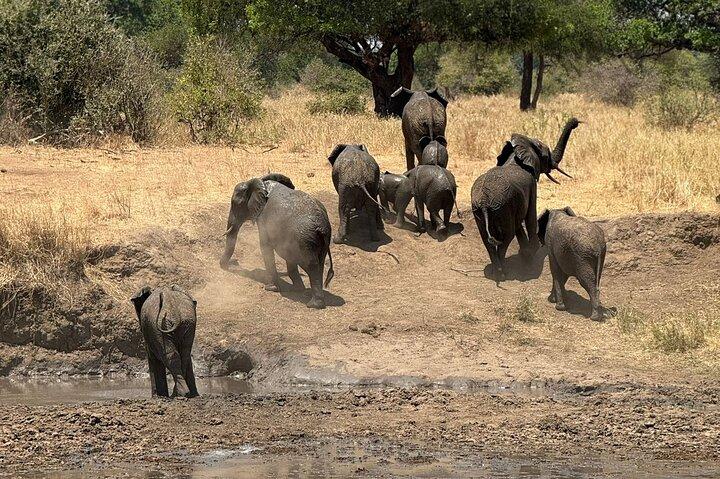 2 - Days Big Five Safari : タランギル&ンゴロンゴロ・クレーター・アドベンチャー