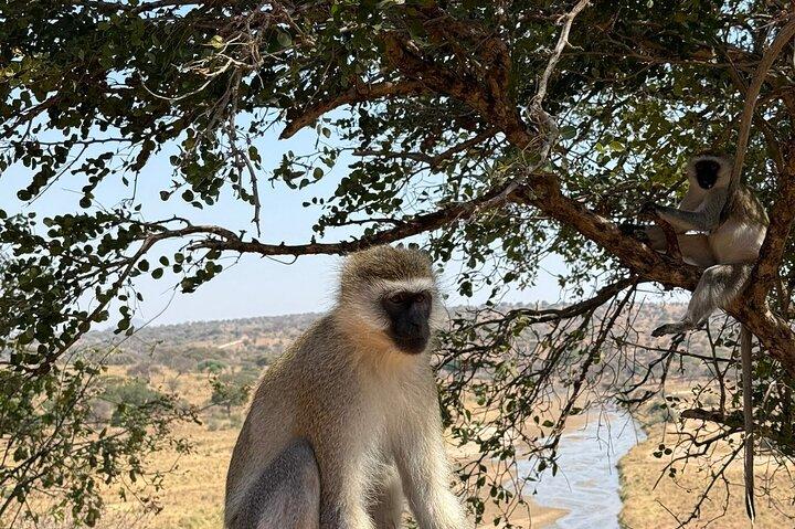 2 - Days Big Five Safari : タランギル&ンゴロンゴロ・クレーター・アドベンチャー
